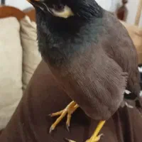 پرنده مینا سرحال وشیطون وسخنگوباقفس بزرگ چرخ دار