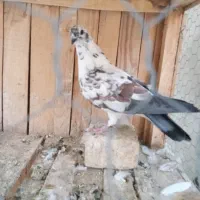 کفتر سورخ کاکلی نر ماده تیر دم سیاه|پرنده|قم, حاج زینل|دیوار