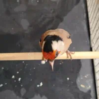 سهره نر کرمانشاهی|پرنده|کرمان, |دیوار