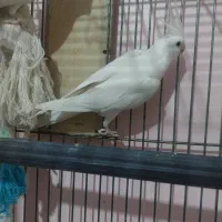 یک جفت عروس هلندی آلبینو|پرنده|فردیس, فردیس|دیوار