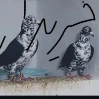 بزک سینه سفید