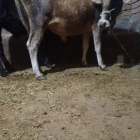 دوعدد گوساله نر مخصوص پای پروار|حیوانات مزرعه|حسین آباد, |دیوار