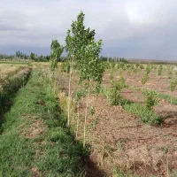 هزار متر باغ سه ساله در اشتهارد قیمت متری 1میلیون