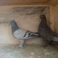 کبوتر ترکیه تکلا جوجه