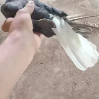 کبوتر اشعل ماده
