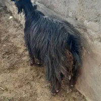 بز وکولار جوان|حیوانات مزرعه|مرودشت, ده بید|دیوار