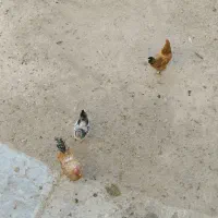 مرغ خروس