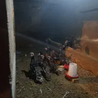 بوقلمون نرو ماده|حیوانات مزرعه|کبودرآهنگ, |دیوار