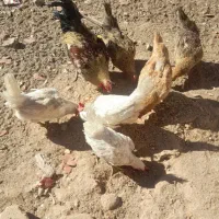 تعدادی مرغ و خروس