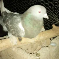 کبوتر