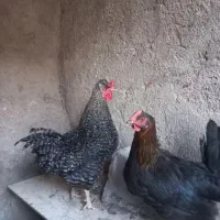 خروس امروک