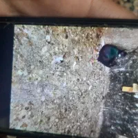 کبوتر|خزنده|نیشابور, مازول|دیوار