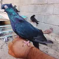 زاغ