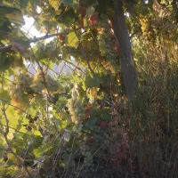 باغ پرآب|فروش زمین و ملک کلنگی|صالح آباد, |دیوار