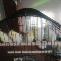جوجه هلندی یکساله|پرنده|شیراز, انجیر|دیوار