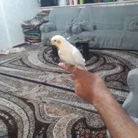 عروس هلندی باهوش و زرنگ