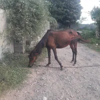 اسب(مادیان باکره)
