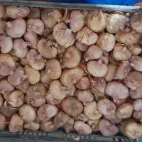 پیاز گل گلایل بصورت عمده وتعداد بالا