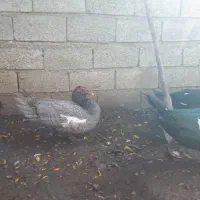 اردک اسرائیلی طوسی نر|حیوانات مزرعه|قائم‌شهر, |دیوار