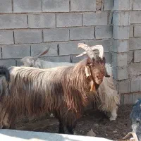 چبش داشتی 4ساله|حیوانات مزرعه|فسا, |دیوار