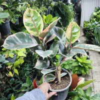 فیکوس کوچک فقط ۶۵|گل و گیاه طبیعی|اصفهان, شاه پسند|دیوار