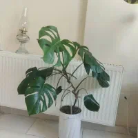 گل و گیاه|گل و گیاه طبیعی|پرند, فاز ۶|دیوار