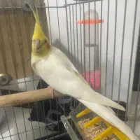 عروس هلندی نر مولد|پرنده|تهران, ائمه اطهار|دیوار