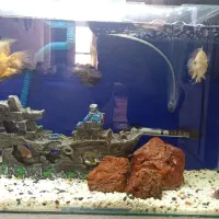 آکواریوم ماهیان گوشت خوار فول همه امکانات