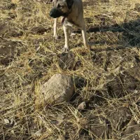 سرابی شش ماهه هنوز یک سالش نشده