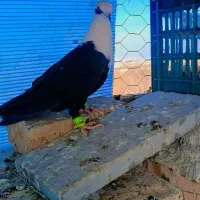 جوجه رنگی|پرنده|تربتحیدریه, کوی شهید احمدزاده ملکی|دیوار