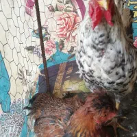 خروس جوان و نمیمچه مرغ