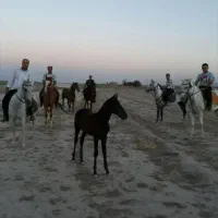 پانسیون اسب وتربیت اسب آموزش سوارکاری -نعلبندی|اسب و تجهیزات اسب‌سواری|مشهد, چهاربرج|دیوار