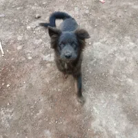 اشپیتز هاسکی|سگ|رشت, ولکس|دیوار