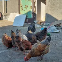 مرغ تخم گذار جوان بسیار سالم