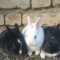 خرگوش زیر یک ماهه