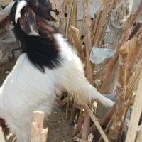 فروش گوسفند نر تروشت