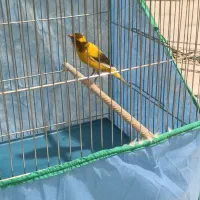 قناری نر ابلغ بخون