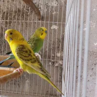 ی جفت مرغ عشق  خیلی  زیبا کار داده|پرنده|تایباد, |دیوار