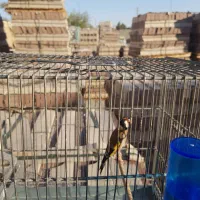 سهره عتیقه تازه ساف