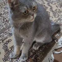 گربه بریتیش رنگ بلو