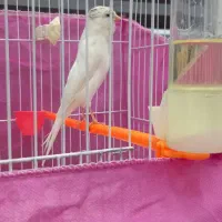 قناری نر مست مست