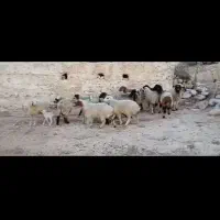 ۱۵ راس برندیل|حیوانات مزرعه|سوق, |دیوار