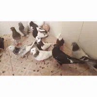 ۱۵ تا بهبونی دونه ۳۰۰ رو هم ۴ تا ماده ۱۱ تا نر|پرنده|مرودشت, فیروزی|دیوار