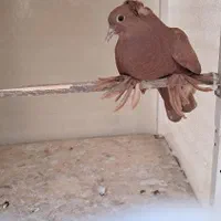 کبوتر راعبی سرخ
