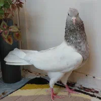کفتر کبوتر کله الماسی شازده هما سرور