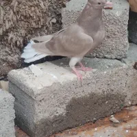 کبوتر جوجه دم سفید نر|پرنده|اهواز, شهرک اکباتان|دیوار