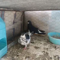 کبوتر شهری گلدار|پرنده|مرودشت, رامجرد یک|دیوار