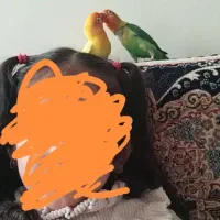 طوطی برزیلی جفت دستی