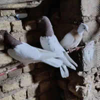 کبوتر طوقی‌وسینه ای