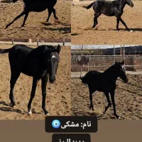 اسب|اسب و تجهیزات اسب‌سواری|سبزوار, قصبه غربی|دیوار